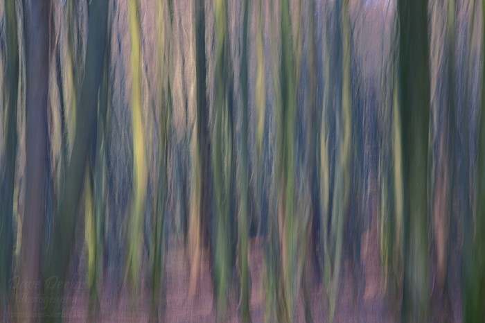 Abstrakte Waldbilder oder gemaltes Bild