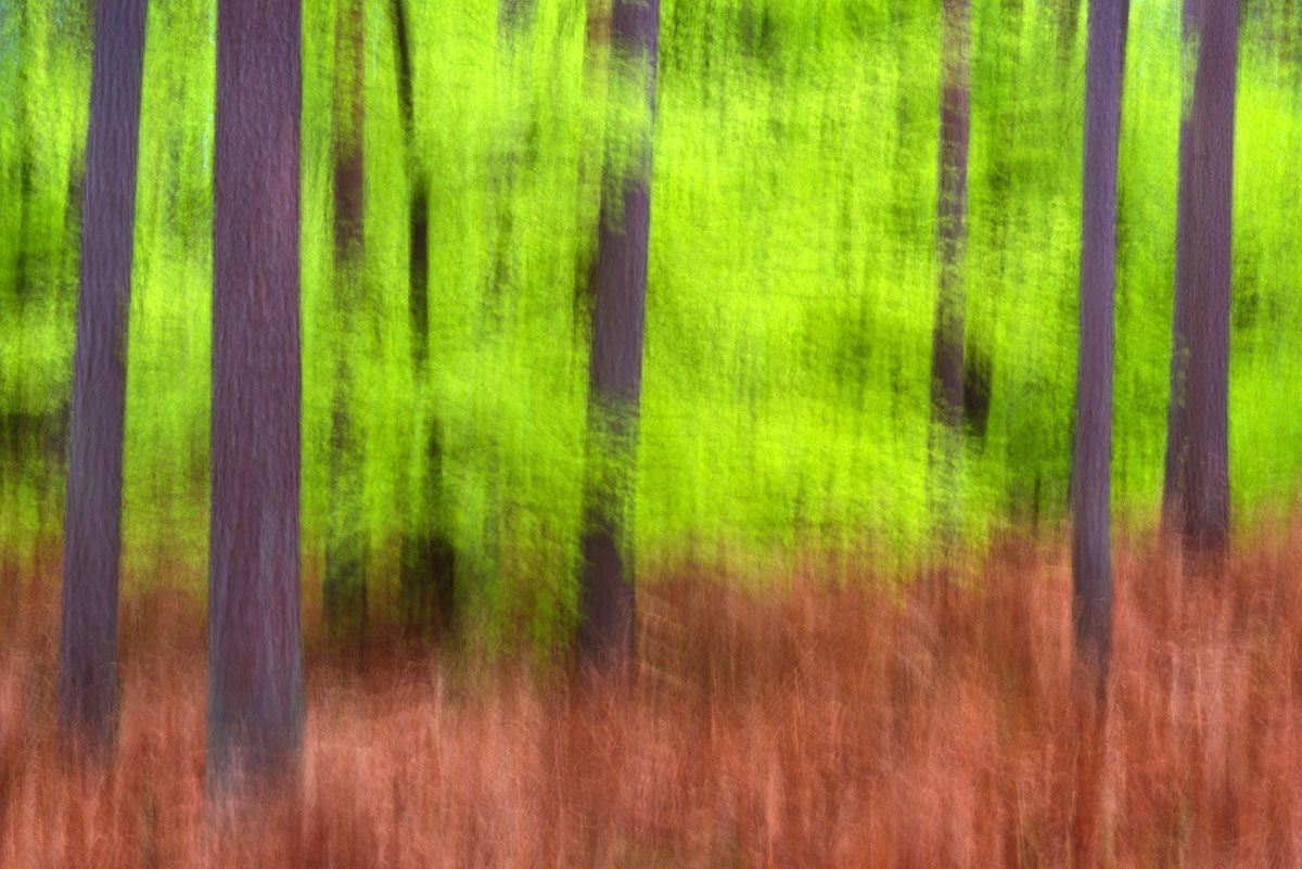 Abstrakte Waldbilder fotografieren