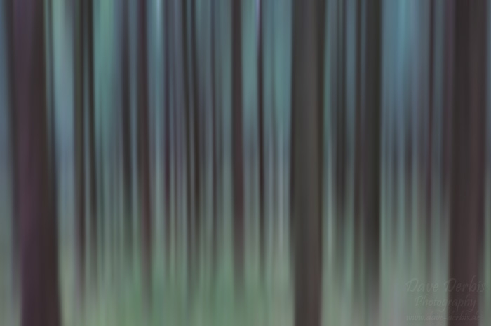 Abstrakte Waldbilder - Fazit