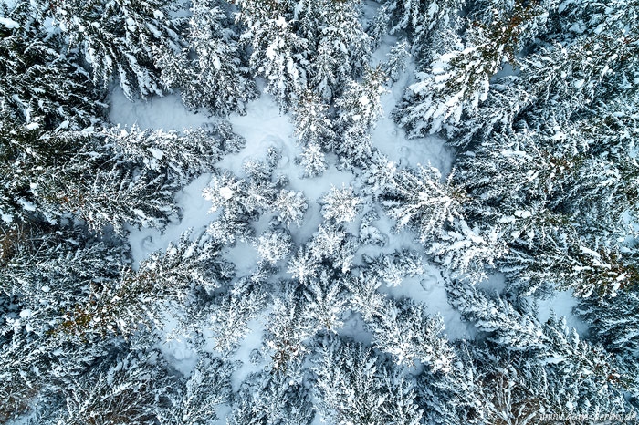 Verschneiter Winterwald von oben fotografiert