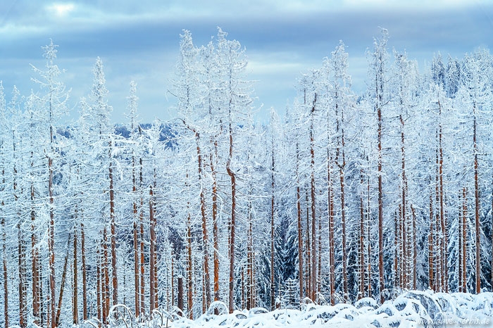 Frost im Wald im Winter