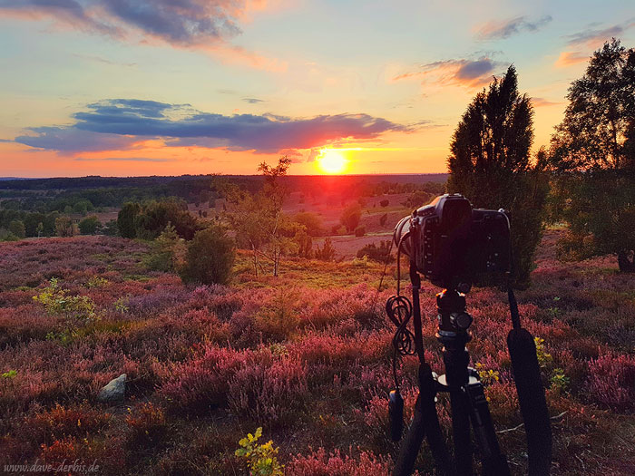 Lüneburger Heide - Heideblüte und Sonnenuntergang fotografieren